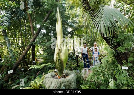 Frankreich, Meurthe et Moselle, Villers-les-Nancy, Jean-Marie Pelt Botanischer Garten, Blüte des Amorphophallus Titanum oder Titan Arum, auch Titanphallus genannt, heimisch im westlichen Sumatra, Pflanzen der Familie der Araceae, Blütenstand des Titan Arum ist eine der größten der Welt, Blüte der Pflanze 48 Stunden lang, gemessen bei 209 cm Stockfoto