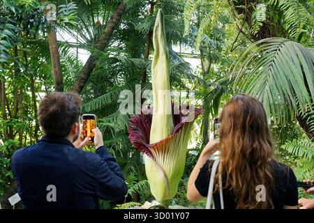 Frankreich, Meurthe et Moselle, Villers-les-Nancy, Jean-Marie Pelt Botanischer Garten, Blüte des Amorphophallus Titanum oder Titan Arum, auch Titanphallus genannt, heimisch im westlichen Sumatra, Pflanzen der Familie der Araceae, Blütenstand des Titan Arum ist eine der größten der Welt, Blüte der Pflanze 48 Stunden lang, gemessen bei 216 cm Stockfoto