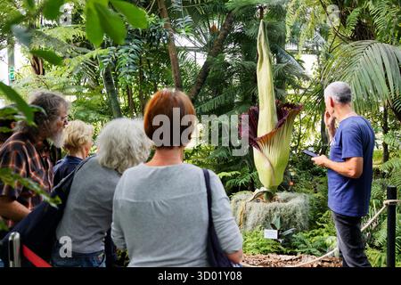 Frankreich, Meurthe et Moselle, Villers-les-Nancy, Jean-Marie Pelt Botanischer Garten, Blüte des Amorphophallus Titanum oder Titan Arum, auch Titanphallus genannt, heimisch im westlichen Sumatra, Pflanzen der Familie der Araceae, Blütenstand des Titan Arum ist eine der größten der Welt, Blüte der Pflanze 48 Stunden lang, gemessen bei 216 cm Stockfoto