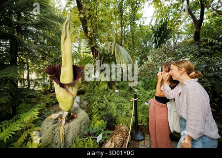 Frankreich, Meurthe et Moselle, Villers-les-Nancy, Jean-Marie Pelt Botanischer Garten, Blüte des Amorphophallus Titanum oder Titan Arum, auch Titanphallus genannt, heimisch im westlichen Sumatra, Pflanzen der Familie der Araceae, Blütenstand des Titan Arum ist eine der größten der Welt, Blüte der Pflanze 48 Stunden lang, gemessen bei 216 cm Stockfoto
