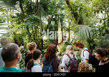 Frankreich, Meurthe et Moselle, Villers-les-Nancy, Jean-Marie Pelt Botanischer Garten, Blüte des Amorphophallus Titanum oder Titan Arum, auch Titanphallus genannt, heimisch im westlichen Sumatra, Pflanzen der Familie der Araceae, Blütenstand des Titan Arum ist eine der größten der Welt, Blüte der Pflanze 48 Stunden lang, gemessen bei 216 cm Stockfoto