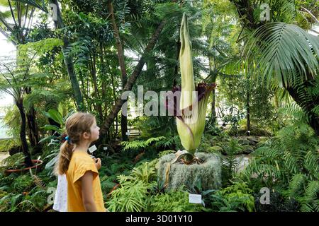 Frankreich, Meurthe et Moselle, Villers-les-Nancy, Jean-Marie Pelt Botanischer Garten, Blüte des Amorphophallus Titanum oder Titan Arum, auch Titanphallus genannt, heimisch im westlichen Sumatra, Pflanzen der Familie der Araceae, Blütenstand des Titan Arum ist eine der größten der Welt, Blüte der Pflanze 48 Stunden lang, gemessen bei 216 cm Stockfoto