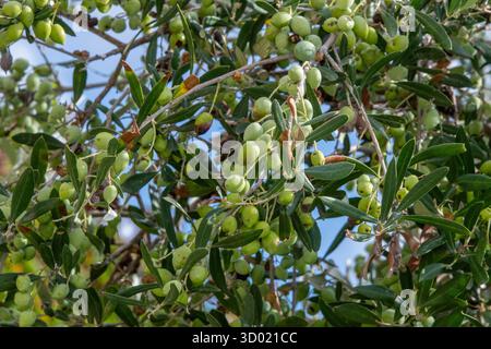 Nahaufnahme von jungen neuen Oliven, die im Frühherbst auf einem Olivenbaum in Griechenland wachsen und die Blätter beginnen, ihre Farbe für die Saison zu ändern. Stockfoto