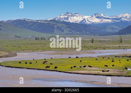 Malerischer Blick auf die grünen, offenen Flächen des Yellowstone-Nationalparks mit Bisons, die auf der Ebene des Tals entlang des Lamar River weiden Stockfoto
