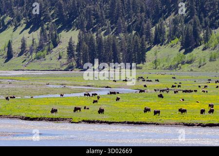 Malerischer Blick auf die grünen, offenen Flächen des Yellowstone-Nationalparks mit Bisons, die auf der Ebene des Tals entlang des Lamar River weiden Stockfoto