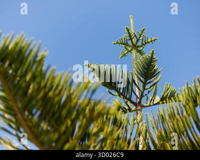 Üppig grüne Äste eines Nadelbaums reichen nach oben in Richtung eines hellblauen Himmels. Das Sonnenlicht hebt die zarten Nadeln hervor und sorgt so für eine lebendige Szene Stockfoto
