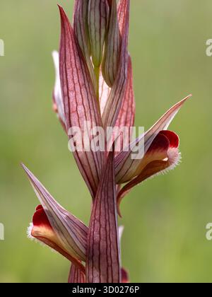 Kleine BlumenzungenOrchidee (Serapias parviflora) Monte Sant' Angelo, Region Gargano, Apulien, Italien Stockfoto