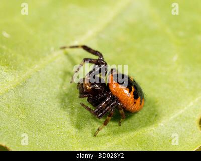 Napoleon Spider (Synema globosum) in der Nähe von Peschici, Region Gargano, Apulien, Italien Stockfoto