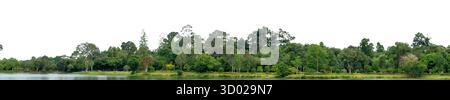 Natürliche grüne Waldbaumlinie mit transparentem weißem Hintergrund für Design- und kreative Projekte. Naturwald, Baumlinie, grüne Bäume, Natur-Insel Stockfoto