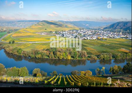 Trittenheim, Moseltal Mit Moselschleife, Blick Aus Der Vogelperspektive, Weinbau Auf Der Rebe, Weinbaulandschaft Im Herbst, Landwirtschaft In Deutschland Stockfoto