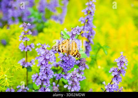 Heller Monarchschmetterling im Vorgarten auf lila Blumen. Stockfoto