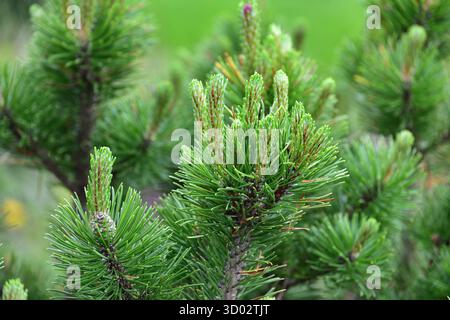 Pinus mugo - ein immergrüner Nadelstrauch, der häufig in der Landschaftsgestaltung verwendet wird Stockfoto