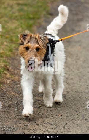 Ein weibliches Drahtfuchs-Terrier-Hündchen, das auf der Leitung läuft Stockfoto