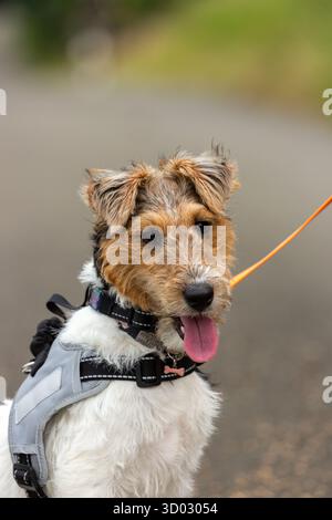 Ein Porträt eines weiblichen Draht-Fuchs-Terrier-Welpen, der ein Hundegeschirr trägt Stockfoto