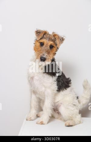 Ein weiblicher Fuchs-Terrier-Welpe posiert vor weißem Hintergrund Stockfoto