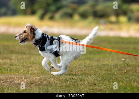 Ein Drahtschuchterrier, der schnell auf einer orangen Leitung läuft Stockfoto