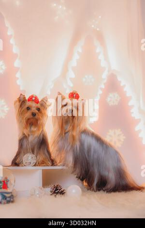 Zwei Yorkshire Terrier mit roten Bögen, die zusammen auf weißem Hintergrund mit leuchtenden Schneeflockenlichtern posieren. Stockfoto