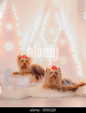 Zwei Yorkshire Terrier mit roten Bögen liegen auf flauschigem Teppich neben einem dekorativen Schlitten unter warmen festlichen Lichtern. Stockfoto