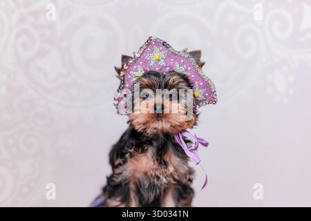 Yorkshire Terrier Welpe im Nahporträt mit handgefertigtem Flieder-Kokoshnik mit Pailletten und Bändern. Stockfoto
