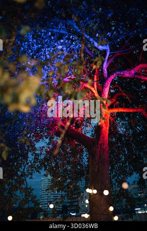 Ein Apfelbaum, beleuchtet mit mehrfarbigem Licht Stockfoto