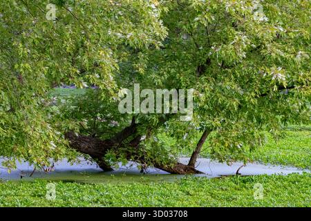 Auf den ersten Blick scheint dieser Silberahorn (Acer saccharinum) aus dem Wasser zu wachsen, aber in Wirklichkeit ist einer von zwei Hauptstämmen gespalten und in die gefallen Stockfoto