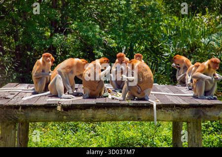 Proboscis Monkey Nasalis larvatus in Mangroven auf Borneo. Lustige große rote Langnasen in der Wildnis. Auf einer kleinen Holzplattform sitzen und essen Stockfoto