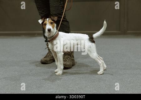 Jack Russell Terrier an der Leine sitzt neben den Füßen seines Besitzers und sieht sie an Stockfoto