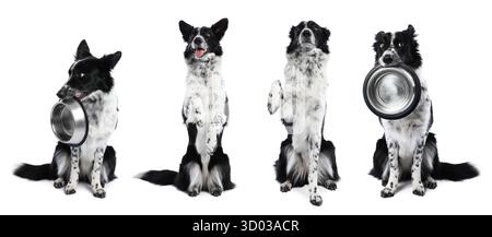 Border Collie Hund isoliert auf weiß, Set von Fotos Stockfoto