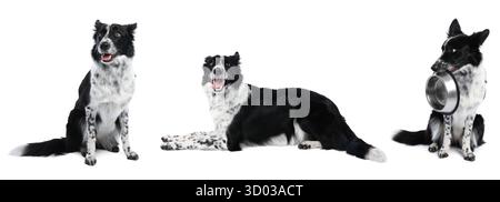 Border Collie Hund isoliert auf weiß, Set von Fotos Stockfoto