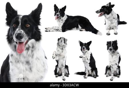 Border Collie Hund isoliert auf weiß, Set von Fotos Stockfoto