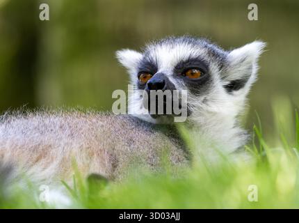 Nahaufnahme eines RingschwanzLemuren, der auf lebendigem grünem Gras liegt, mit Blick zur Seite gerichtet, um einen Moment der Ruhe in der Natur festzuhalten Stockfoto