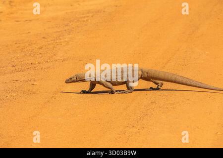 Asiatischer Wassermonitor - Varanus salvator ist auch ein gewöhnlicher Wassermonitor, große Varanideneidechse aus Süd- und Südostasien überquert die Straße aus hellem orangefarbenem Sand Stockfoto