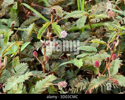 Empfindliche Pflanze oder Mimosa pudica in der wilden Vegetation Stockfoto