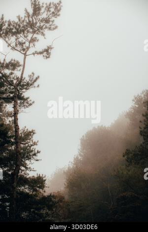 Dieses bezaubernde Bild fängt einen ruhigen Wald ein, der von weichem Nebel umgeben ist. Majestätische Bäume erheben sich anmutig Stockfoto