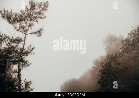 Dieses bezaubernde Bild fängt einen ruhigen Wald ein, der von weichem Nebel umgeben ist. Majestätische Bäume erheben sich anmutig Stockfoto