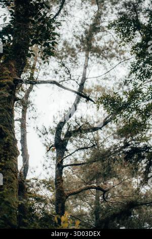 Dieses Bild fängt die ruhige Schönheit eines nebeligen Waldes ein, in dem sich hohe Bäume in Richtung Himmel erstrecken und ihre Äste miteinander verflechten Stockfoto