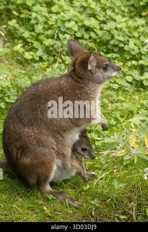 Bennetts Wallaby Macropus oder Notamacropus rufogriseus, Rothalswallaby, mittelgroßer Makropoden-Beuteltier, verbreitet in Ostaustralien, Tasmanien, Neuseeland. Parma Känguru mit süßem Baby Stockfoto