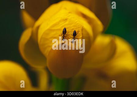 Eine Nahaufnahme zeigt eine Ameise auf einem leuchtend gelben Blütenblatt, die die komplizierten Details der Natur zeigt Stockfoto