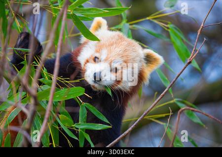 Der rote Panda Ailurus fulgens, kleiner Panda, ist ein kleines Säugetier. Ein süßes kleines flauschiges Tier mit knallrotem, dickem Fell und breitem, süßem Maul sitzt auf einem Baum und isst junge Bambussprossen Stockfoto