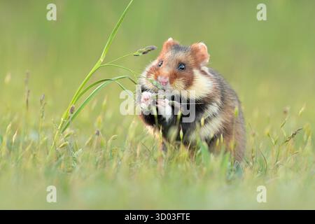 Cricetus cricetus Europäischer Hamster Nagetier eurasisches Schwarzbauchgrünland auf den Feldern der Landschaft Getreideweizenregion, schöne Augen und Felle, frisst Früchte und Beeren der Ernte, Liebling Dute, intensive Landwirtschaft gefährdete männliche Tierarten, Tschechische Republik, Europa, Europäische Union Stockfoto