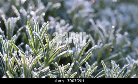 Eine lebendige Makroaufnahme aus Nadellavendelblättern, die mit funkelndem Raureif und Tau-Tropfen beschichtet sind und in der weichen, hellen Morgensonne glitzern. Hochwertige Fotos Stockfoto