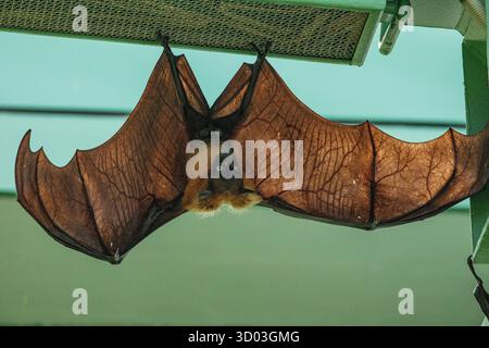 Obstfledermaus hängt am Baum im Wald. Lyle ist fliegender Fuchs. Eine Fledermaus hängt kopfüber, die Flügel sind von der Decke in einem Raum ausgebreitet Stockfoto
