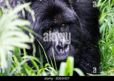 Mächtiger Silberrücken-Gorilla in der Virunga-Region Ugandas. Stockfoto