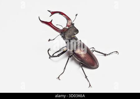 Eine atemberaubende Makroaufnahme eines Hirschkäfers mit beeindruckenden Unterkiefern auf einem schlichten weißen Hintergrund. Stockfoto
