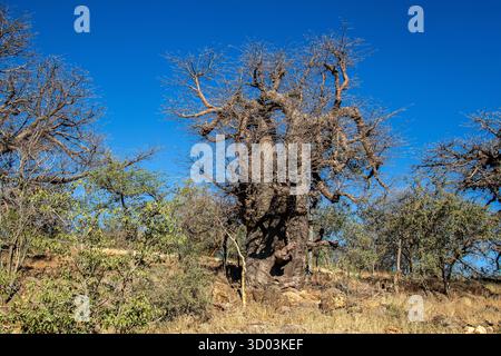 Blattloser Baobab-Baum auf einem Hügel unter blauem Himmel im Norden Namibias. Stockfoto