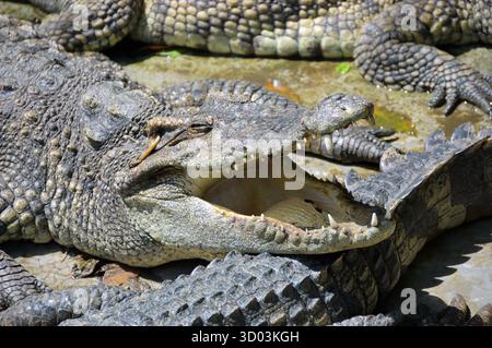 Große Krokodile am Wasserrand. Thailand Stockfoto