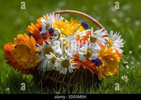 Schöne frische Sommerblumen im Korb im Garten Stockfoto