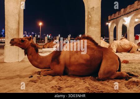 Kamele in Doha in der Gegend von Souq Waqif Stockfoto