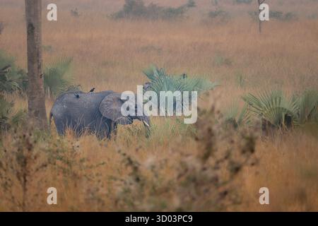 Afrikanischer Elefant, der durch die offene Savannenlandschaft im Queen Elizabeth National Park im Westen Ugandas spaziert. Stockfoto