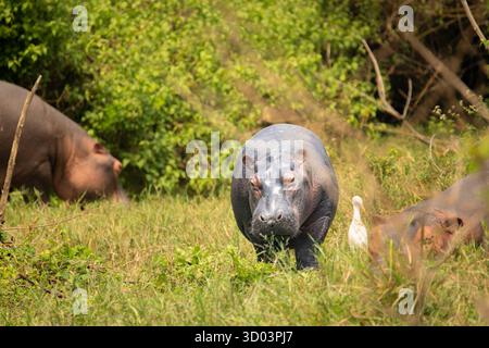Eine Gruppe von Flusspferden tauchte teilweise im Kazinga Channel, einem Wildwasserweg im Queen Elizabeth National Park, unter. Stockfoto
